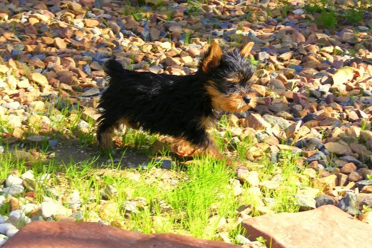 Tiny Yorkie puppy with docked tail