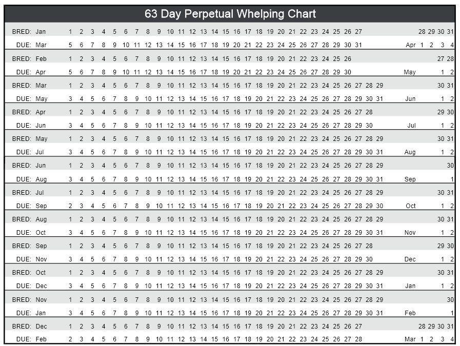 Yorkie growth chart image