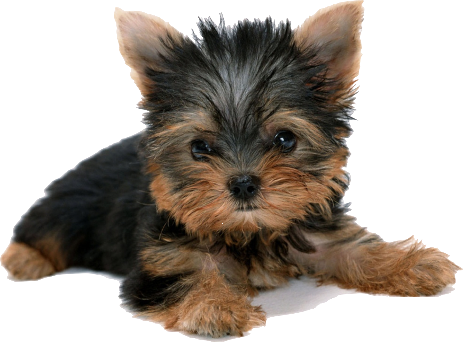 Yorkie puppy care image