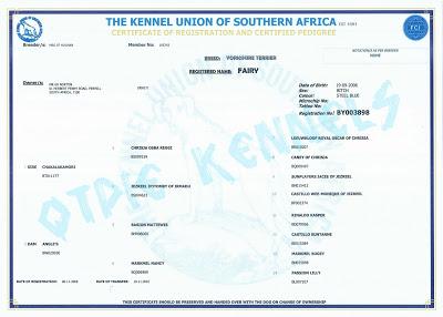 Yorkie portrait used on the Yorkiesa rebuild homepage